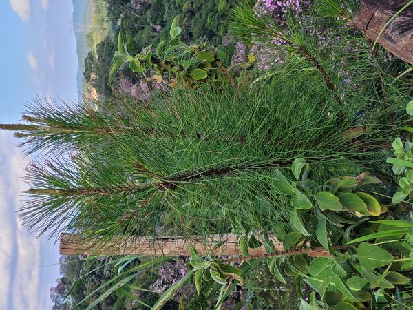 Identificação da planta Pinheiro-do-paraná por foto