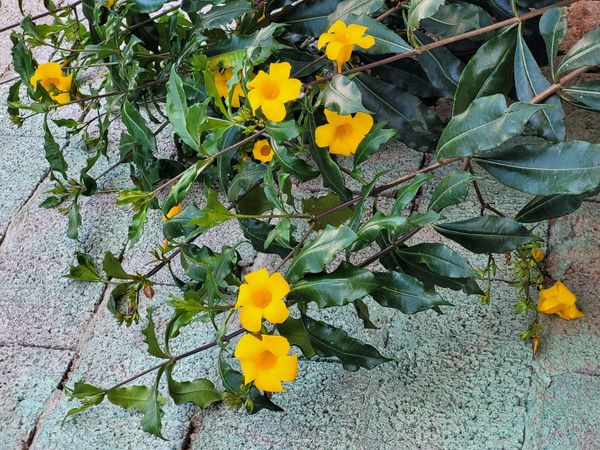 Identificação da planta Allamanda-anã por foto