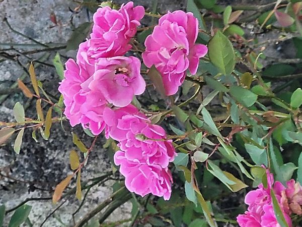 Identificação da planta Rosa Damascena por foto