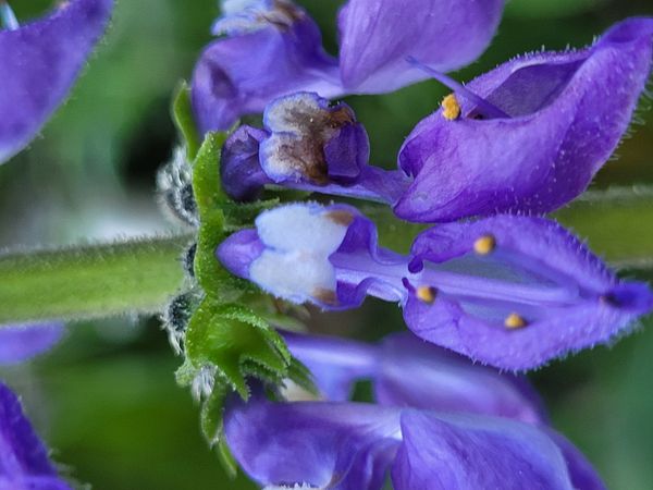 Identificação da planta Boldo por foto