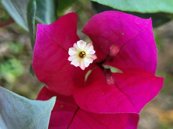 Identificação da planta Buganvilia por foto
