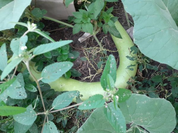 Identificação da planta Cabaça por foto