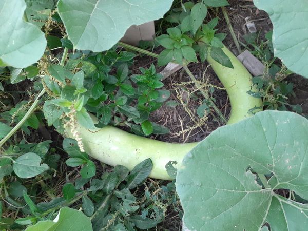 Identificação da planta Cabaça por foto