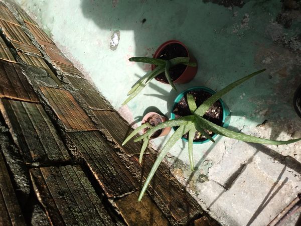 Identificação da planta Babosa por foto