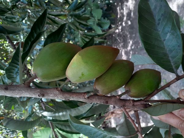 Identificação da planta Abiu-caramelo por foto