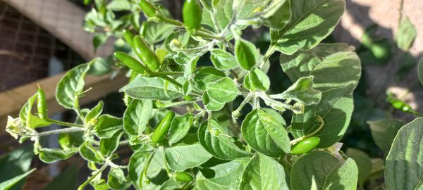 Identificação da planta Malagueta por foto