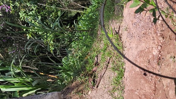 Identificação da planta Cidreira por foto