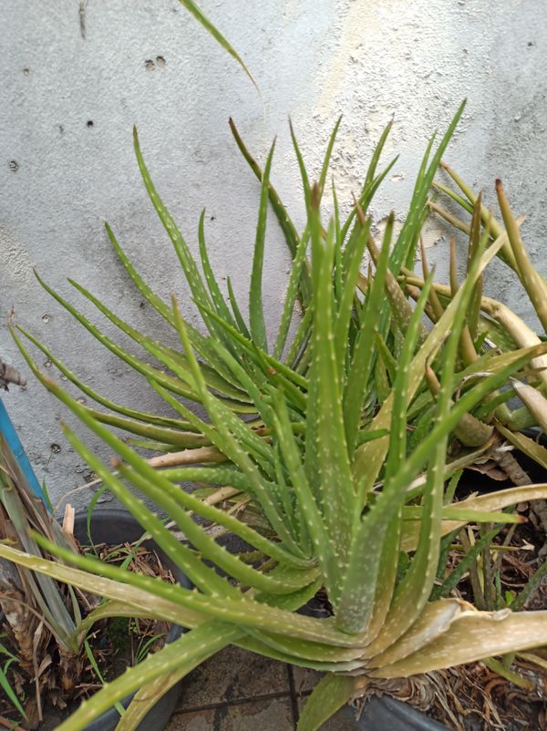Identificação da planta Babosa por foto