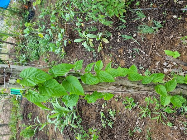 Identificação da planta Insulina por foto