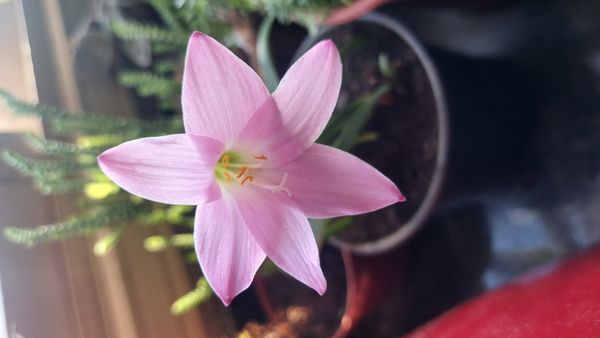 Identificação da planta Lírio-do-brejo por foto