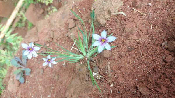 Identificação da planta Puxirum por foto