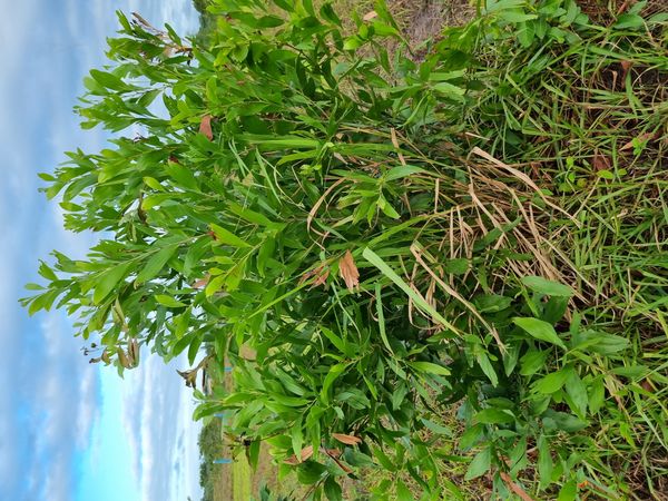Identificação da planta Acácia-australiana por foto