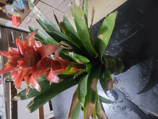 Identificação da planta Gravatá por foto