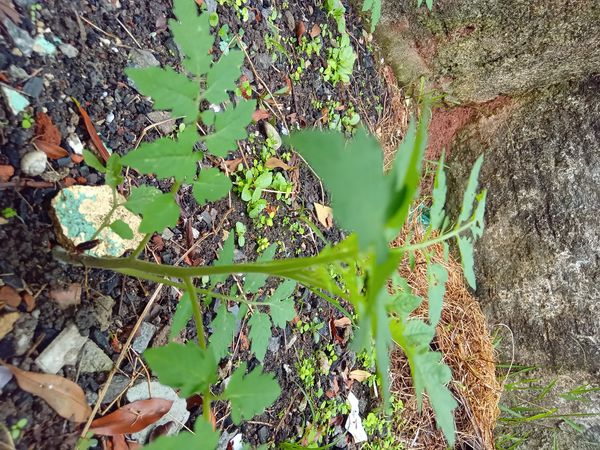 Identificação da planta Tomate por foto