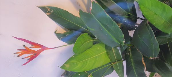 Identificação da planta Bananeira-de-jardim por foto