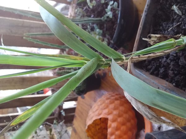 Identificação da planta Taboa por foto