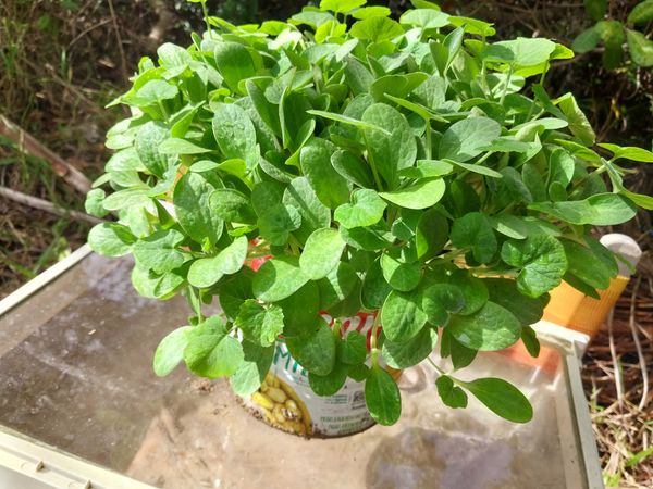 Identificação da planta Abóbora moranga por foto