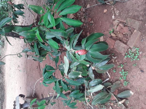 Identificação da planta Cana-de-macaco por foto