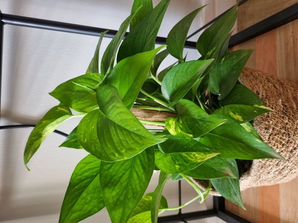 Identificação da planta Jiboia por foto
