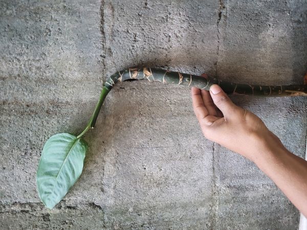 Identificação da planta Comigo ninguém pode por foto