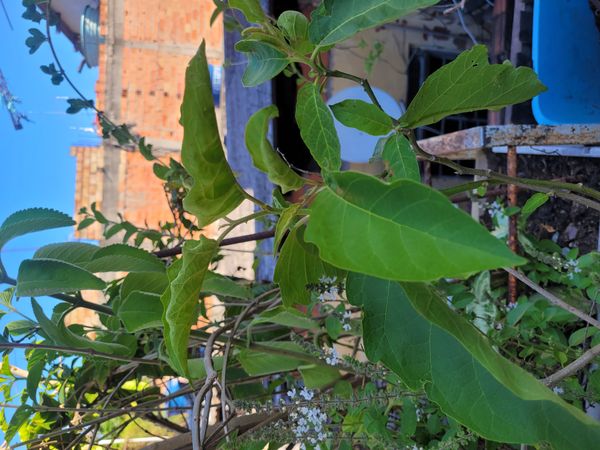 Identificação da planta Falsa-jurubeba por foto