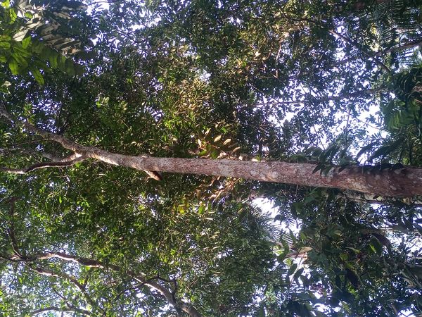 Identificação da planta Cedro-australiano por foto