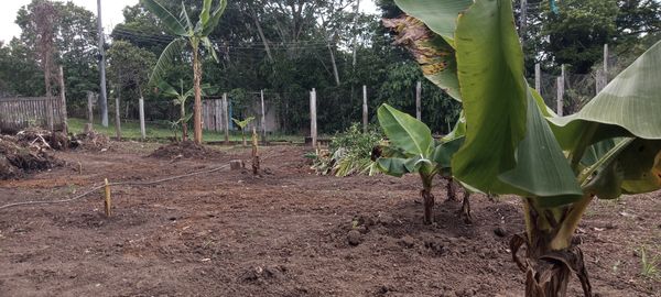 Identificação da planta Bananeira selvagem por foto