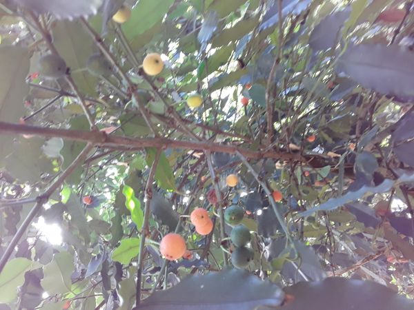 Identificação da planta Limãozinho por foto