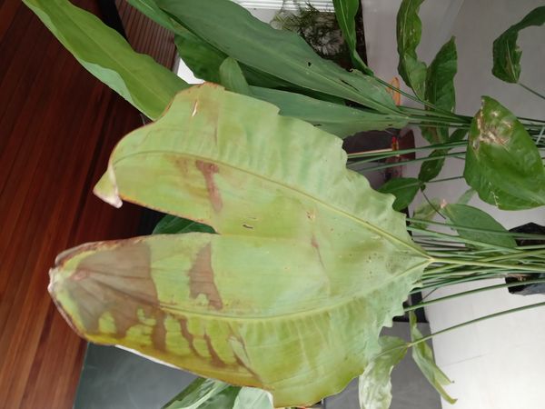 Identificação da planta Pacová por foto