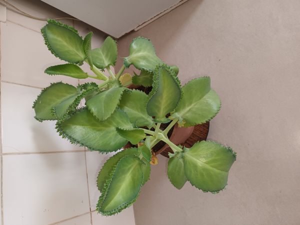 Identificação da planta Mãe de mil por foto