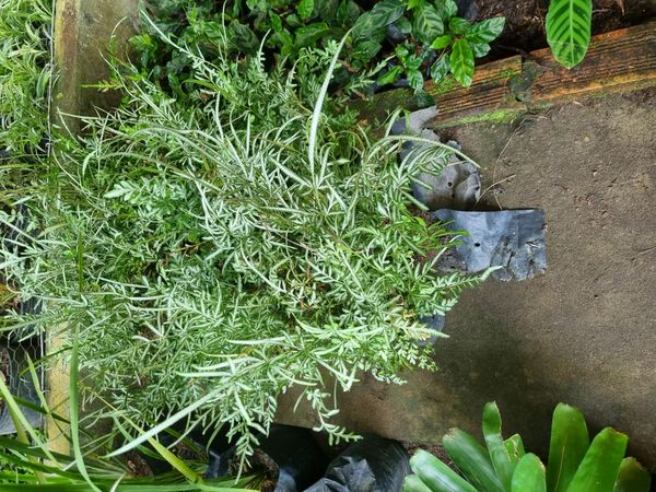 Identificação da planta Asplênio por foto
