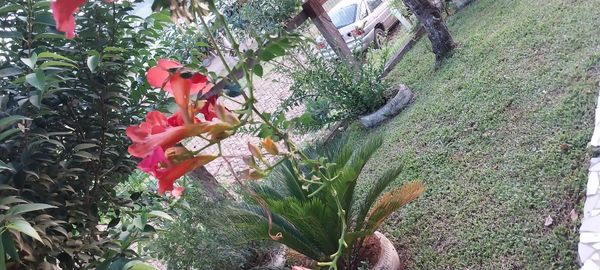Identificação da planta Ipê-de-vênus por foto