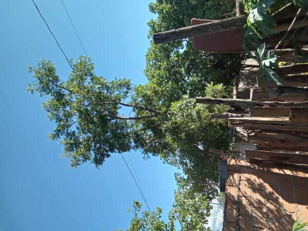 Identificação da planta Carapinha por foto