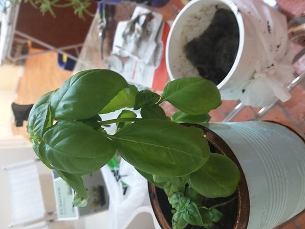 Identificação da planta Manjericão por foto
