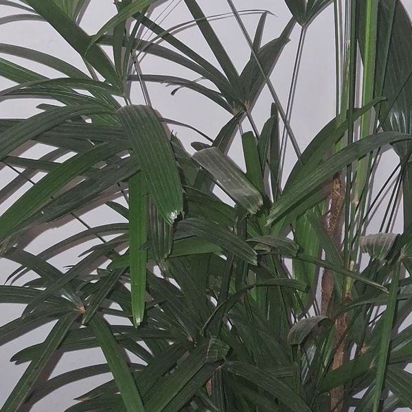 Identificação da planta Palmeira-ráfis por foto
