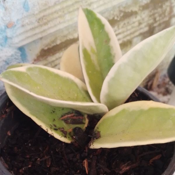Identificação da planta Flor-de-cera por foto