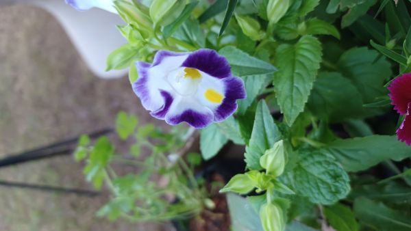 Identificação da planta Violeta-de-jardim por foto