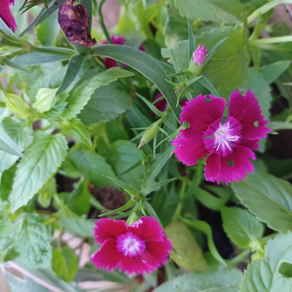 Identificação da planta Cravina por foto