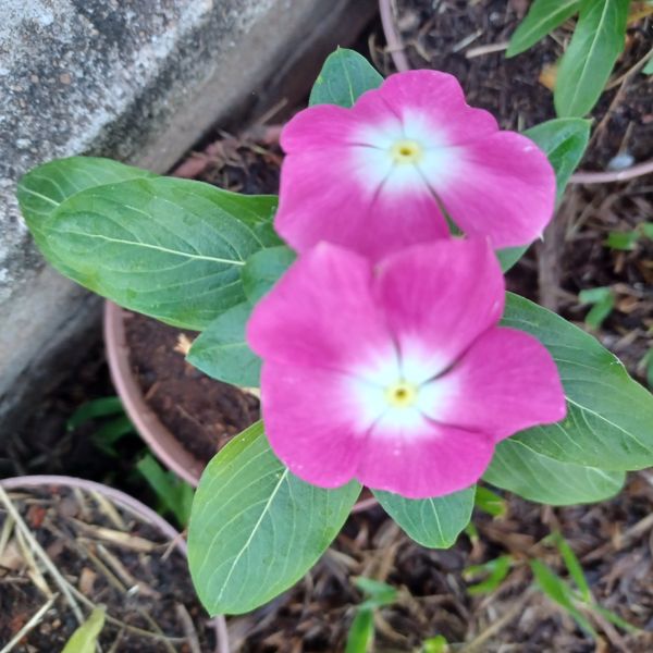 Identificação da planta Vinca por foto