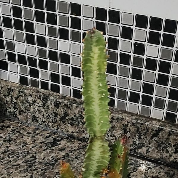 Identificação da planta Candelabro por foto