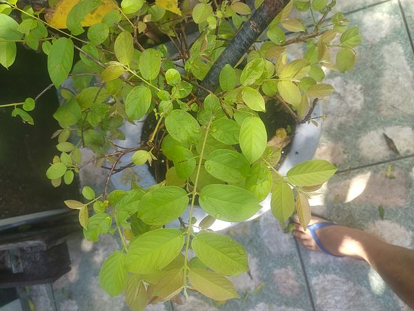 Identificação da planta Jasmim-da-Índia por foto