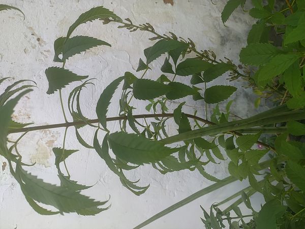 Identificação da planta Ipê-de-jardim por foto