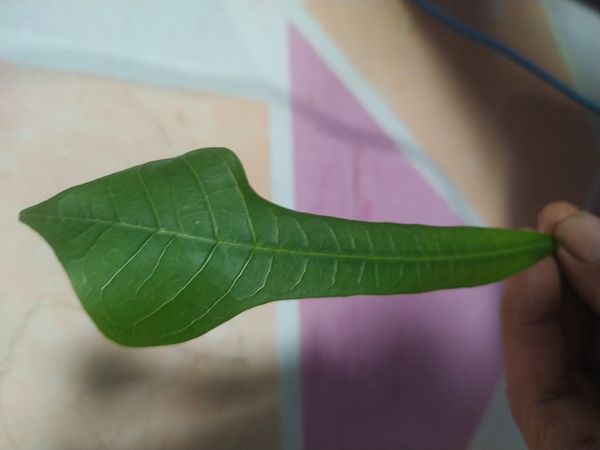 Identificação da planta Véu de noiva por foto