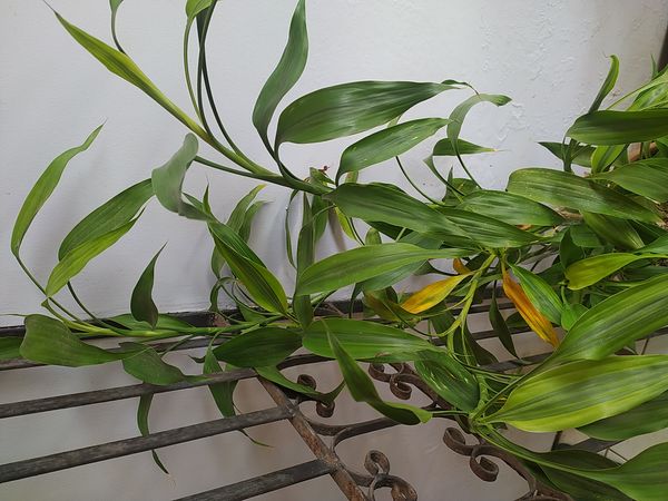 Identificação da planta Bambu da Sorte por foto
