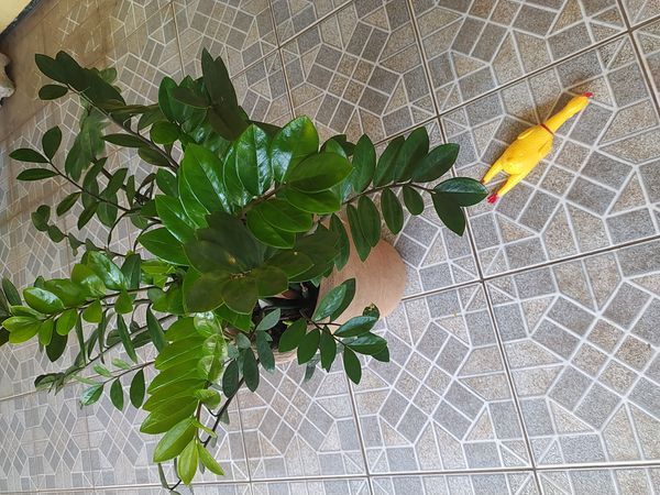 Identificação da planta Zamioculcas por foto