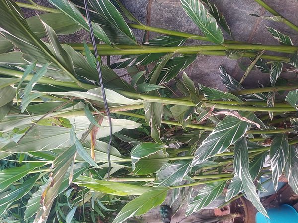 Identificação da planta Colônia por foto