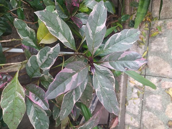 Identificação da planta Crota por foto
