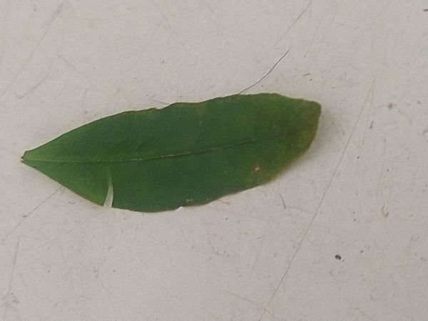 Identificação da planta Ligustro por foto