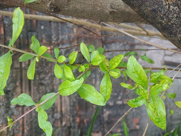 Identificação da planta Romã por foto