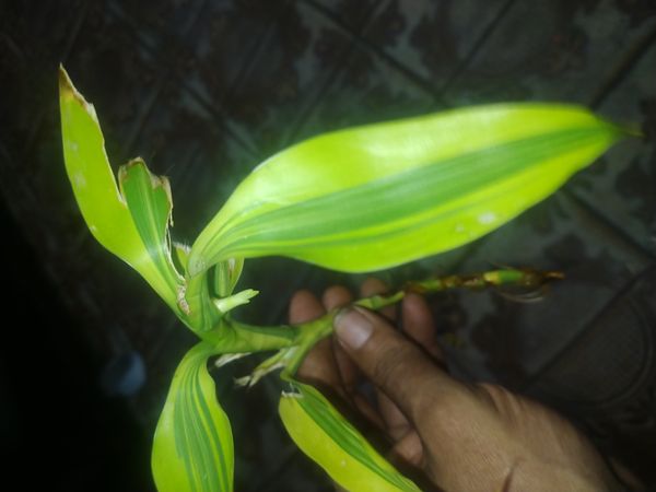 Identificação da planta Bambu da Sorte por foto